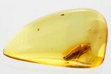 Detailed Fossil False Click Beetle (Eucnemidae) in Baltic Amber #381282-1